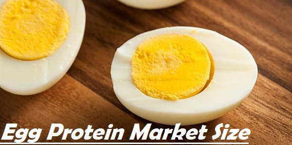 Egg Protein market size